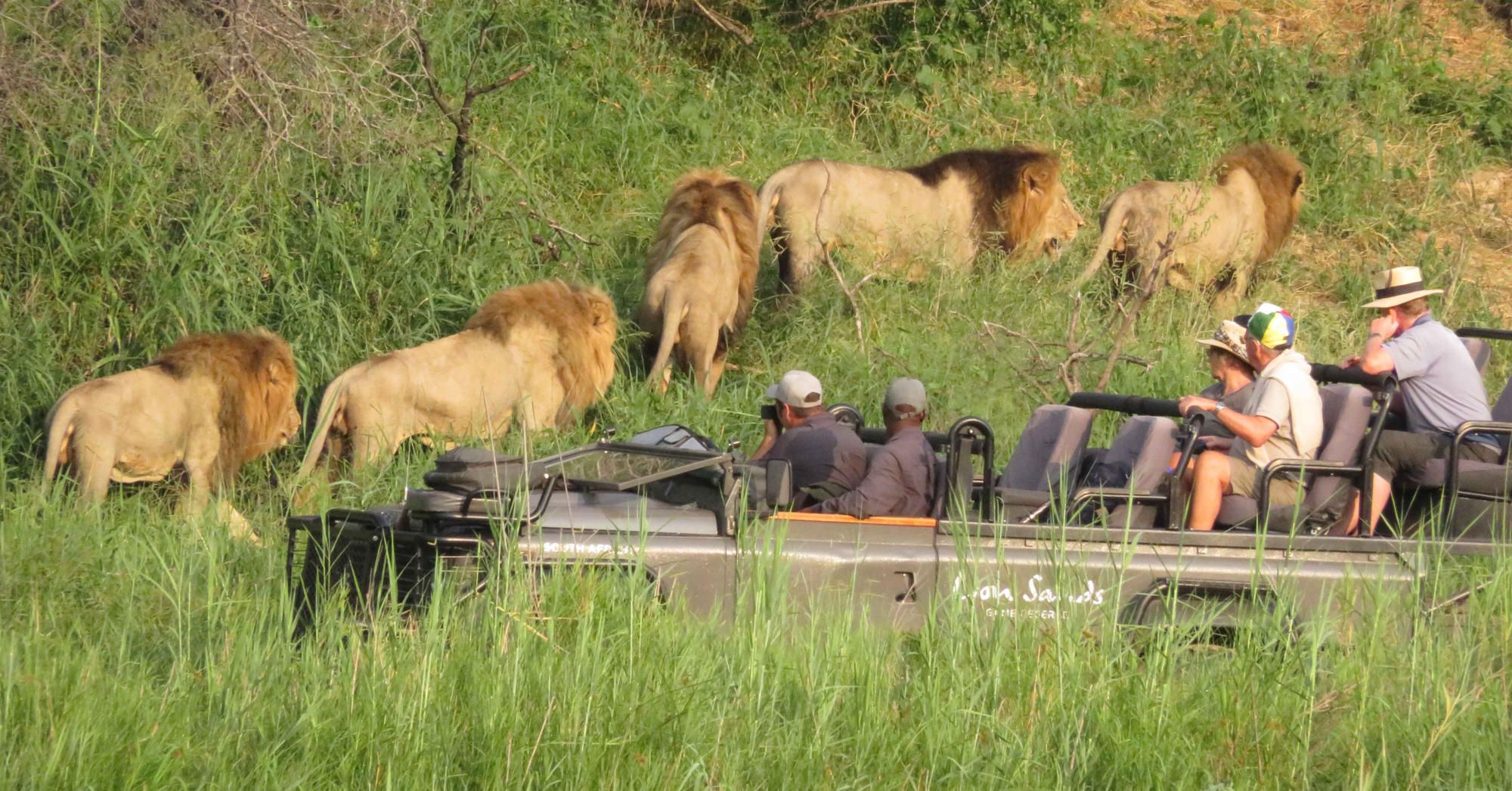 lion_sands_safari_4_game_drive-1_preview.jpg